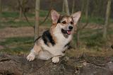 CORGI PEMBROKE 1404